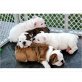 englische bulldogge, Englische Bulldogge - Rüde