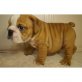 englische bulldogge, Englische Bulldogge - Rüde
