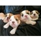 englische bulldogge, Englische Bulldogge - Rüde