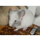 enrique, Langschwanzchinchilla - männlich