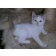 entzückende Kitten - Kater