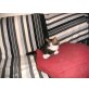 entzückende Perserbabys, Perser - Katze