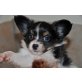 entzückende kleine Dreamy , Papillon Welpen - Hündin
