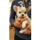 entzückender kleiner Chihuahua Rüde mit Ahnen, Chihuahua langhaariger Schlag - Rüde