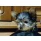 'es gibt auch Weibchen', Yorkshire Terrier - Rüde