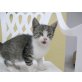 europä.Kurzhaar/Hauskatze - Kater