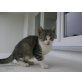europä.Kurzhaar/Hauskatze - Kater