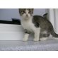 europä.Kurzhaar/Hauskatze - Kater
