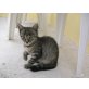 europä.Kurzhaar/Hauskatze - Kater