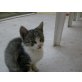 europä.Kurzhaar/Hauskatze - Kater