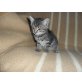 europä.Kurzhaar/Hauskatze - Kater