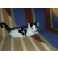 europä.Kurzhaar/Hauskatze - Katze