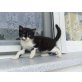 europä.Kurzhaar/Hauskatze - Katze