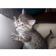 europäisch Kurzhaarmix - Katze