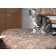 europäisch Kurzhaarmix - Katze
