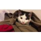 europäische Hauskatze - Kater
