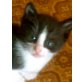 face, Hauskatze - Kater