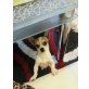 filou, Chihuahua kurzhaariger Schlag Welpen - Rüde