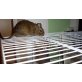 filou und jumper, Gewöhnlicher Degu - männlich