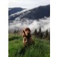 finn, Englischer Cockerspaniel - Rüde