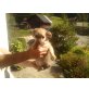 fipsi und floh, Chihuahua langhaariger Schlag - Rüde