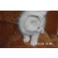 flocke, angora mix - Katze