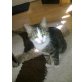 flocki, Europäische Kurzhaarkatze - Kater