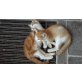 foxi, Mischling - Kater
