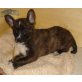 franz. Bulldogge Mix x Schäferhund Mix Welpen - Hündin