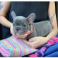 französischen Bulldogge, Französische Bulldogge - Rüde