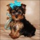 für Weihnachten, Yorkshire Terrier - Rüde
