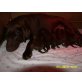 ganjo, Labrador Retriever Welpen - Rüde