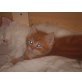 garfield, perser/kurzhaarangora - Kater