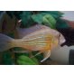 gebe 1 geophagus taeniopareius paar