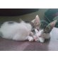 gefundene ausgesezte tiere - Kater
