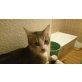 gemischt - Kater