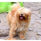 gemütliche ältere Tibet Hündin sucht Sofa..., Tibet-Terrier - Hündin