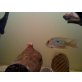 geophagus pindare paar