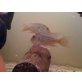 geophagus pindare paar
