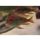 geophagus red head