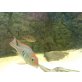 geophagus red head paar