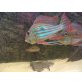 geophagus winemillerie
