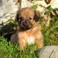 gerettete Hundewelpen Welpen - Rüde