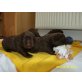 gernjo, Labrador Retriever Welpen - Rüde