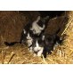 gesunde Hauskatzen - Katze