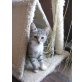 gesundes verspieltes Kätzchen 10 Wochen  - Katze