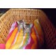 getigerte Katzenbabys zu verschenken - Kater