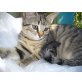 getigerter Siam-Mischling - Katze