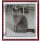 gina u.nala, Britisch Kurzhaarkatze - Katze