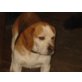 giotto, Beagle - Rüde